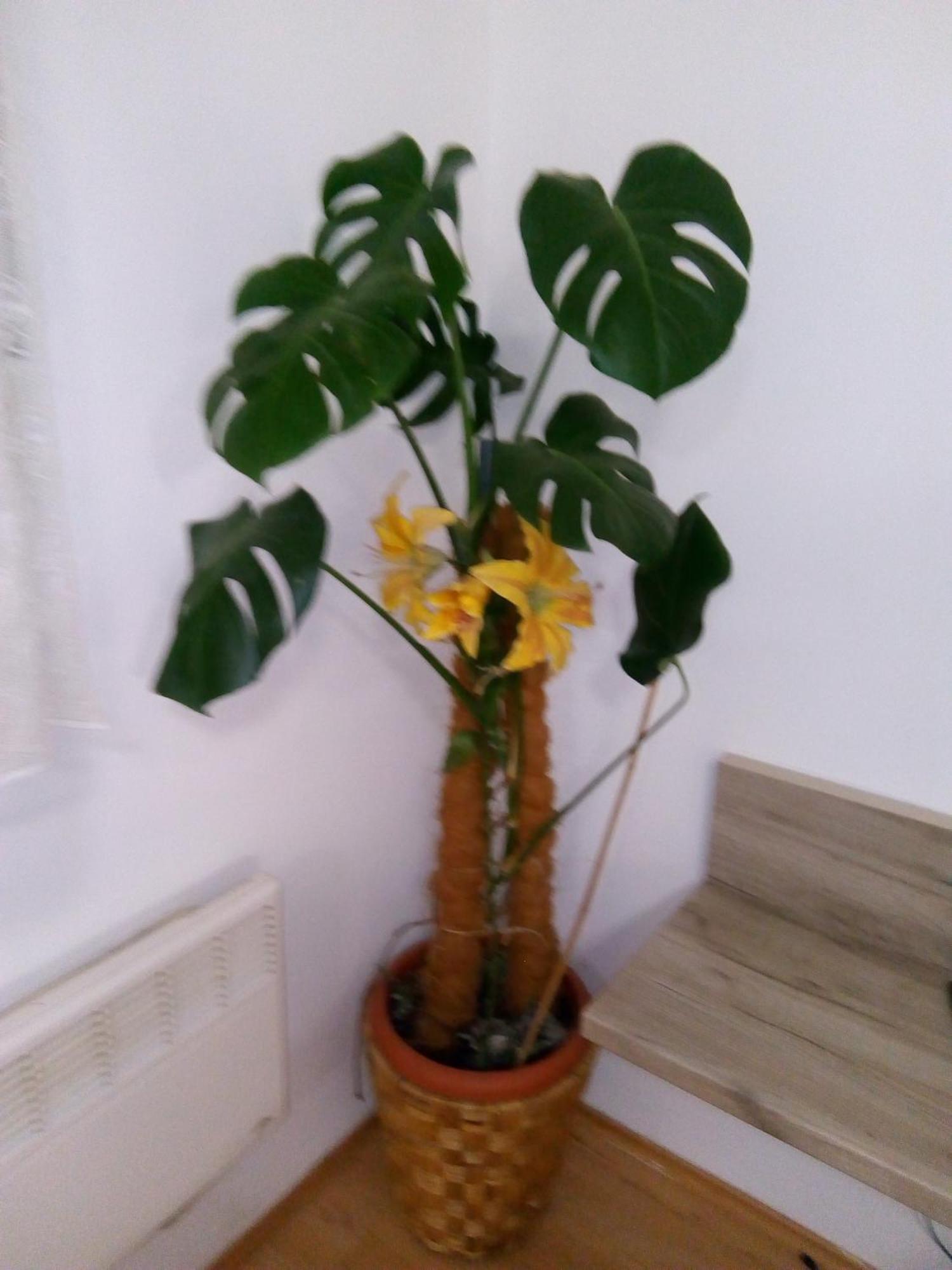 Studio Apartman Marita Split Ngoại thất bức ảnh